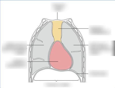 Thorax Function 的图像结果