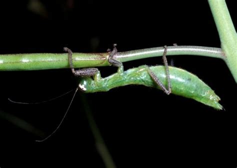 昆虫中又像螳螂，又像竹节虫的物种，螳䗛目（昆虫纲分类二）。 - 哔哩哔哩