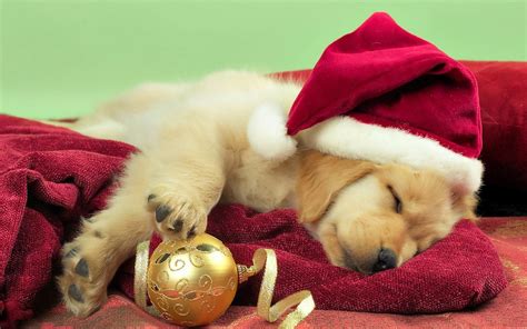 christmas pictures dogs