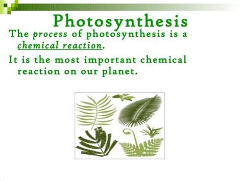 Image result for Basic Photosynthesis