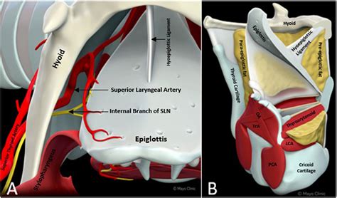 The larynx in 3 dimensions: A digital anatomical model derived from radiographic imaging ...