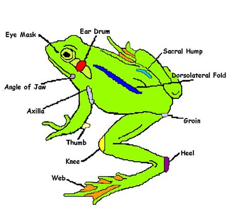 frog ka diagram