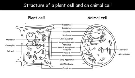 Cell Structure Unlabeled 的图像结果