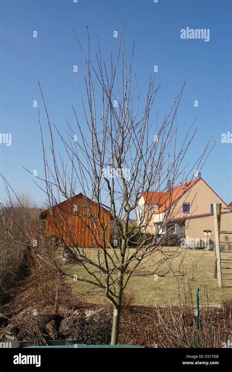 Image result for Plum Tree Pruning
