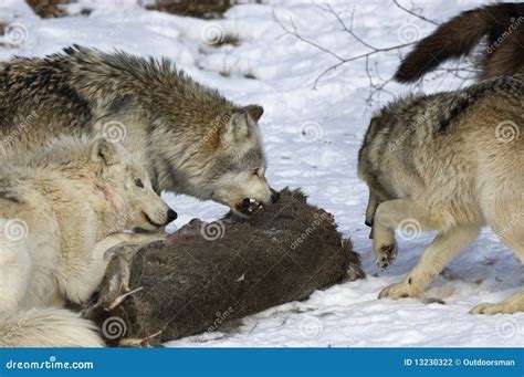Behavior Of Wolves