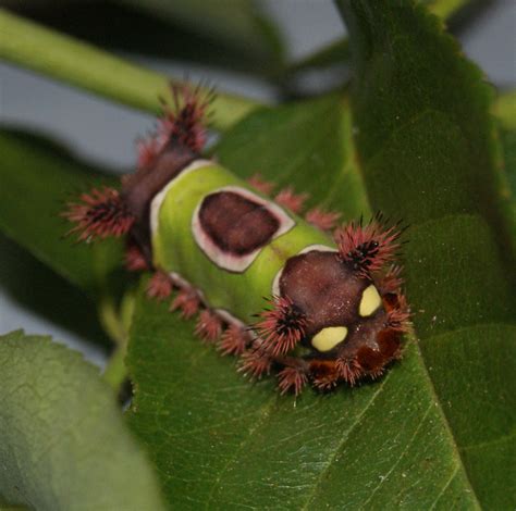 Horned Caterpillar Australia at Angel Singleton blog