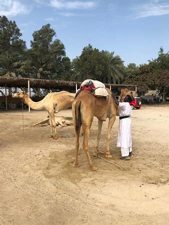 Royal Camel Farm (Manama) - 2020 What to Know Before You Go (with ...