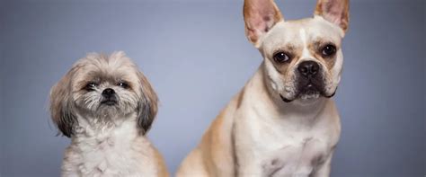 Mini Dogs to Adopt 的图像结果