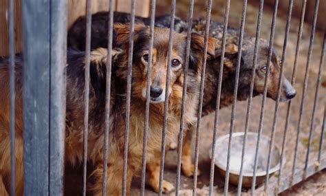 Humane Society Membership - Stark County Humane Society » Stark Humane ...