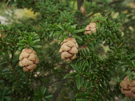 Tsuga sieboldii - southern Japanese hemlock, Siebold hemlock | The ...