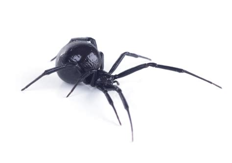 Black Widow Spider Bite Stages and Symptoms – Professional Pest Control Services Northern ...