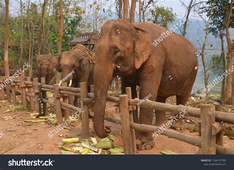 Land Of Million Elephants