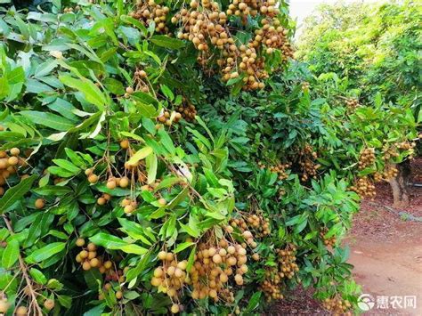 产地食材| 海南黄金百香果 ，101种水果的香气_种植