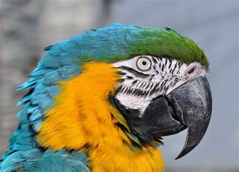 Macaw vs Parrot: Key Differences in Size, Color & Intelligence ...