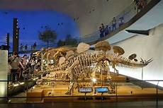 dino malvorlagen jepang mengenal spesies dinosaurus di museum unik jepang dino malvorlagen jepang mengenal spesies dinosaurus di museum unik jepang