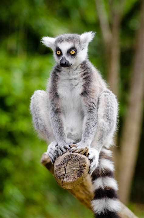 Madagascar One Line Multilanguage 的图像结果