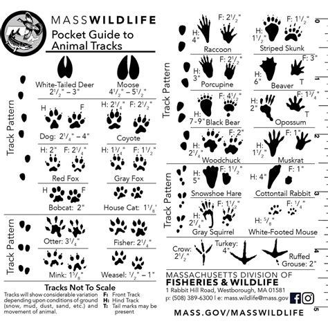 Get to know animal tracks | Mass.gov