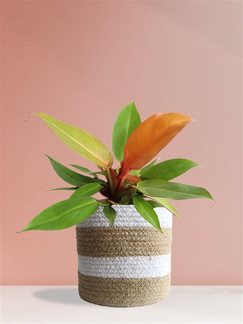 Philodendron Prince Of Orange (Large) – Greenkin