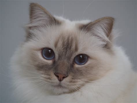 Image result for Cat Engine Models