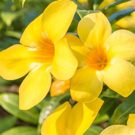 VARA DE SAN JOSE – Vivero El Encanto