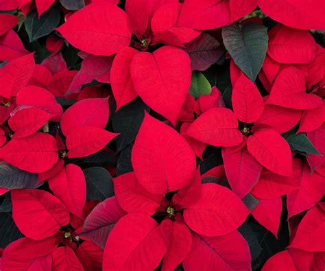 Can poinsettias live outside in the winter? Experts advise | Homes and ...