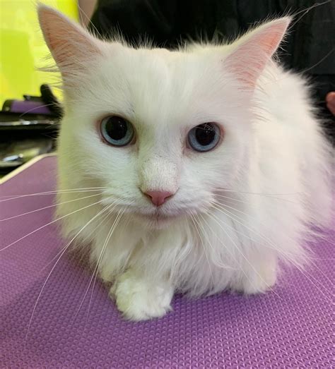 Cat Grooming Lancaster at Robert Hambright blog