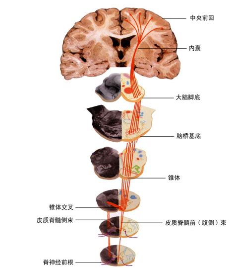 脑和脊髓的传导通路_神经元_交叉_中枢