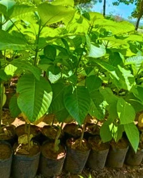 Kadam/Kadamba Medicinal Plant, Burflower-Tree Plant, Kadamba Tree ...