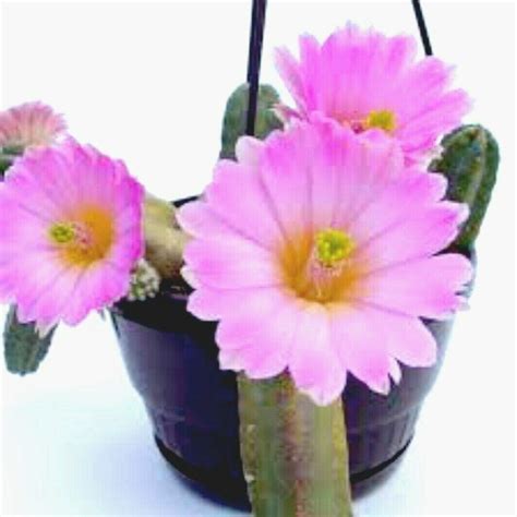 Echinocereus Gentryi Succulent cactus SEEDS : Amazon.in: Garden & Outdoors