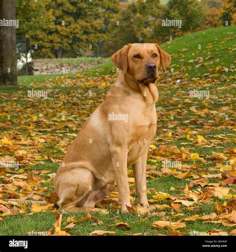 Image result for Adult Labrador