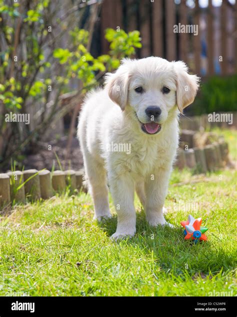 Why Are Golden Retrievers White