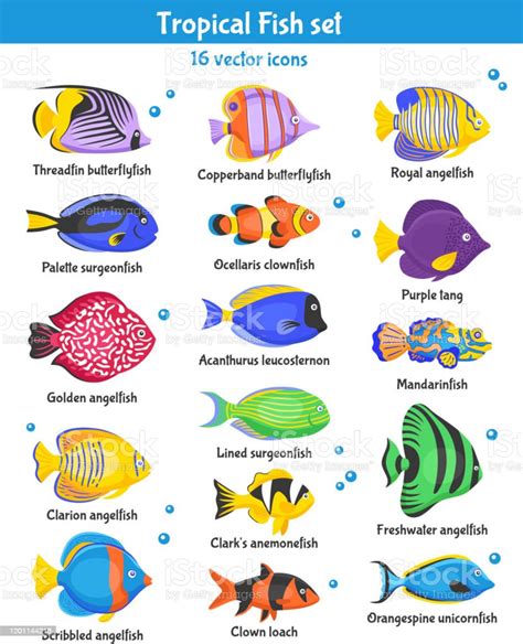 异乎寻常的热带鱼赛跑另外品种颜色水下的海洋种类水生张力自然平的传染媒介例证 向量例证 - 插画 包括有 股票, 设计: 93377892