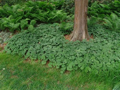 Pennsylvania Perennial Plants