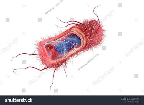 Escherichia Coli Anatomy Digital Illustration 库存插图 2360233959 ...