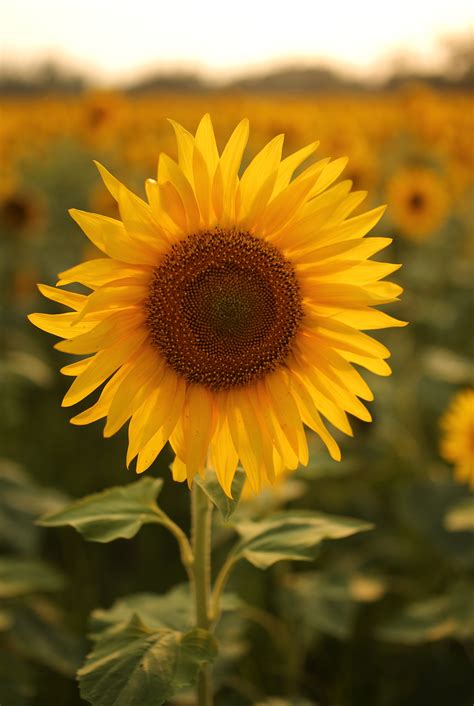 20 Vibrant Annual Flowers