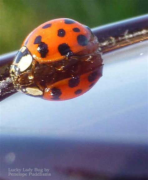 Macles Lady Bug 的图像结果