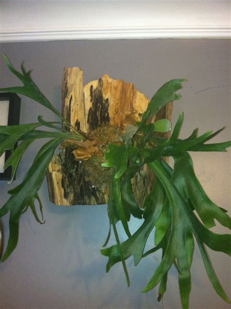 Mount Staghorn Fern Board at Mark Dunning blog