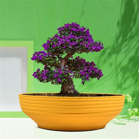 Lasaki Camry deep Jungle Set of 2 Ceramic Pots for Indoor Plants ...