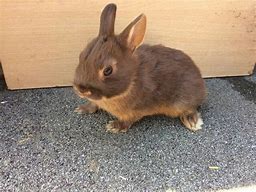 Image result for Baby Netherland Dwarf Rabbit