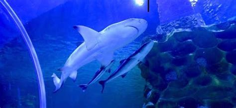 VGP Marine Kingdom (Chennai) - 2021 What to Know Before You Go (with ...