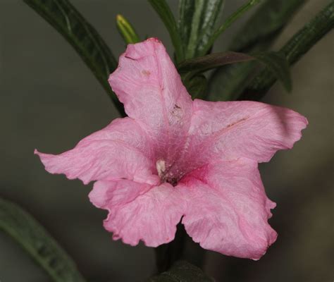 Ruellia simplex C.Wright | Plants of the World Online | Kew Science