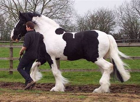 Pferde Kleinanzeigen | Pferde Annoncen | Pferde Inserate | Pferde ...