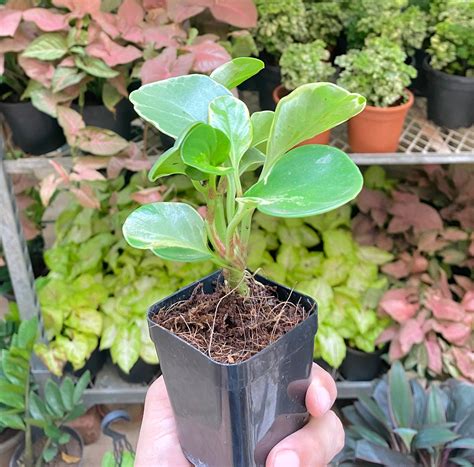 Peperomia Variagated Mini – Dream Green