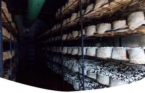 Button Mushrooms, Organic Fertilizers, Mushroom Compost in Madurai ...