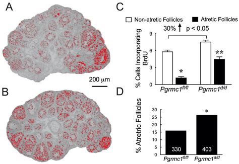 Progesterone Signaling and Mammalian Ovarian Follicle Growth Mediated ...