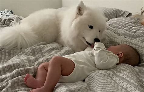 狗狗来到刚睡醒的宝宝面前，女子正要招呼它离开，不想却被暖到了_孩子