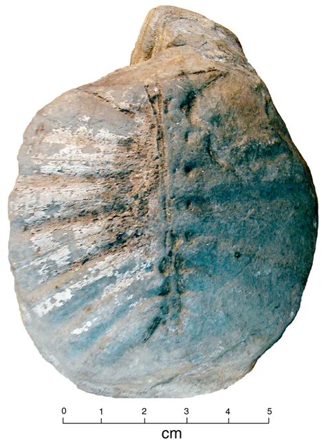 The First Discovery of a Fish Fossil (Phareodus sp.) from Paleogene ...