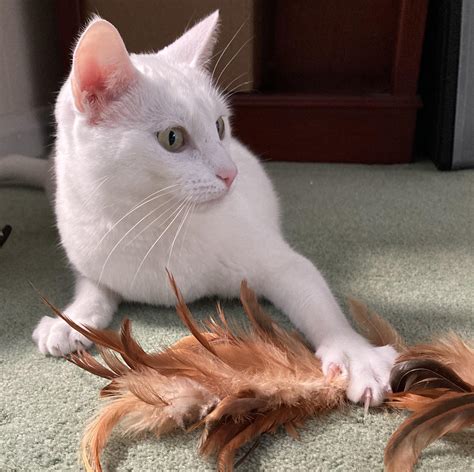 The mighty hunter traps her prey : r/murdermittens