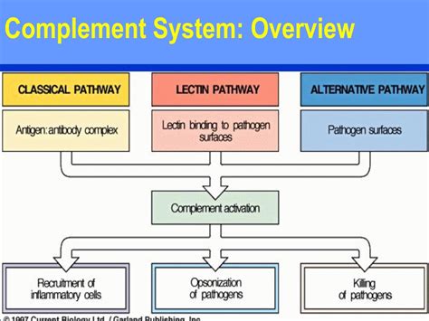 Image result for Complement System Immunity