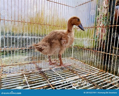 A Brown Laying Duck in a Cage Stock Image - Image of nature, neck ...
